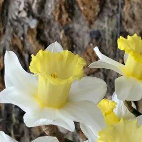 Ellen Daffodil (Narcissus Ellen) Img 4